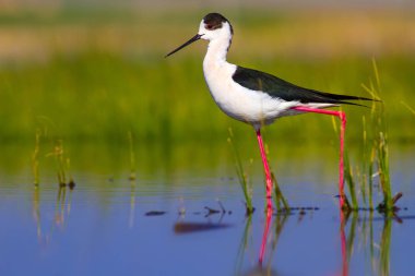 Sevimli su kuşu. Siyah kanatlı Stilt. Renkli doğa habitat arka plan. Siyah kanatlı Stilt Himantopus himantopus.