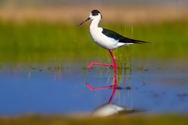 Sevimli su kuşu. Siyah kanatlı Stilt. Renkli doğa habitat arka plan. Siyah kanatlı Stilt Himantopus himantopus.