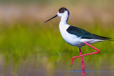 Sevimli su kuşu. Siyah kanatlı Stilt. Renkli doğa habitat arka plan. Siyah kanatlı Stilt Himantopus himantopus.
