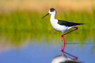 Sevimli su kuşu. Siyah kanatlı Stilt. Renkli doğa habitat arka plan. Siyah kanatlı Stilt Himantopus himantopus.