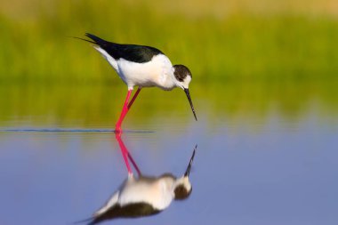 Sevimli su kuşu. Siyah kanatlı Stilt. Renkli doğa habitat arka plan. Siyah kanatlı Stilt Himantopus himantopus.