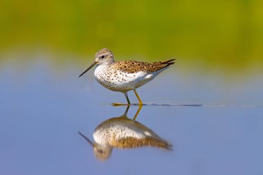 Ortak su kuşu. Kuş: Ahşap Sandpiper. Tringa parlaması. Renkli doğa arka plan.