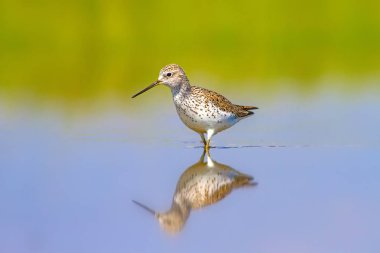 Ortak su kuşu. Kuş: Ahşap Sandpiper. Tringa parlaması. Renkli doğa arka plan.