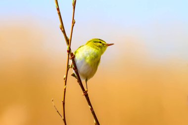Küçük sevimli sarı kuş. Doğa arka planı. Odun Ötleğeni. Phylloscopus sibilatrix.