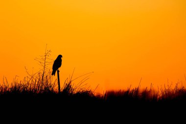 Şahin. Yaban hayatı doğa arka plan. Kuş: Ortak Şahin. Buteo buteo.