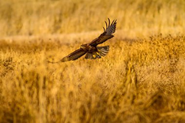 Uçan vahşi kuş. Sarı doğa arka planı.