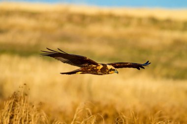 Uçan vahşi kuş. Sarı doğa arka planı.