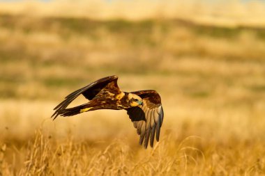 Uçan vahşi kuş. Sarı doğa arka planı.