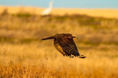 Uçan vahşi kuş. Sarı doğa arka planı.