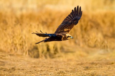 Uçan vahşi kuş. Sarı doğa arka planı.