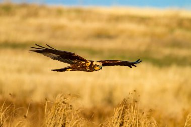 Uçan şahin. Batı Bataklık Harrier. Doğa arka planı.