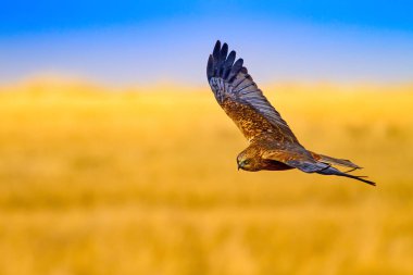 Uçan şahin. Batı Bataklık Harrier. Doğa arka planı.