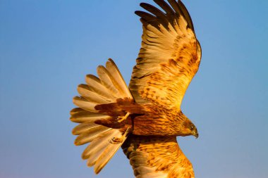 Uçan şahin. Batı Bataklık Harrier. Doğa arka planı.