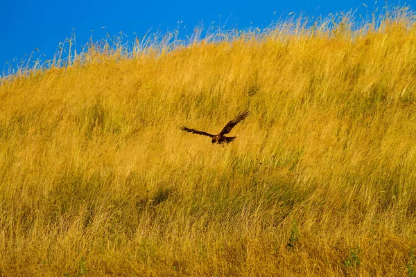Greifvogel Vogel Rohrweihe Circus Aeruginosus Gelber Hintergrund — Stockfoto