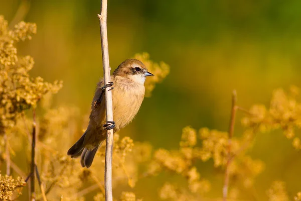 かわいい鳥枝の上の鳥 黄色の緑の自然の生息地の背景 ユーラシア ペンデュリン ティット レミズ ペンドリヌス — ストック写真