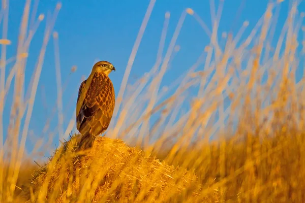 Buitre Vida Silvestre Naturaleza Fondo Ave Buitre Común Buteo Buteo — Foto de Stock