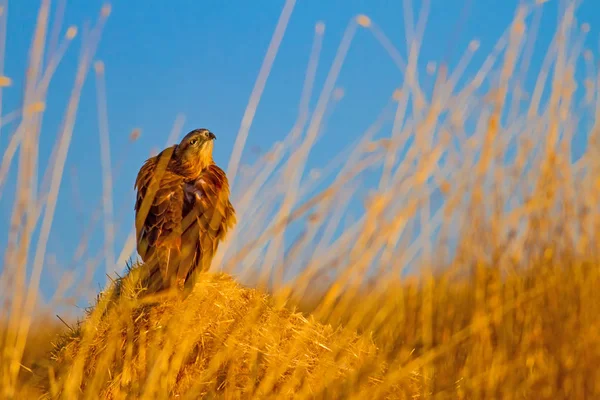 Buzzard Antecedentes Natureza Selvagem Pássaro Buzzard Comum Buteo Buteo — Fotografia de Stock