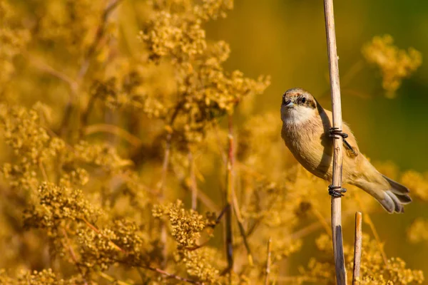 Χαριτωμένο Πουλί Πουλί Στο Κλαδί Φόντο Οικοβιότοπο Κίτρινου Πράσινου Πουλί — Φωτογραφία Αρχείου
