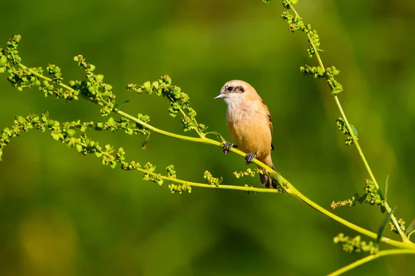 かわいい鳥枝の上の鳥 黄色の緑の自然の生息地の背景 ユーラシア ペンデュリン ティット レミズ ペンドリヌス — ストック写真