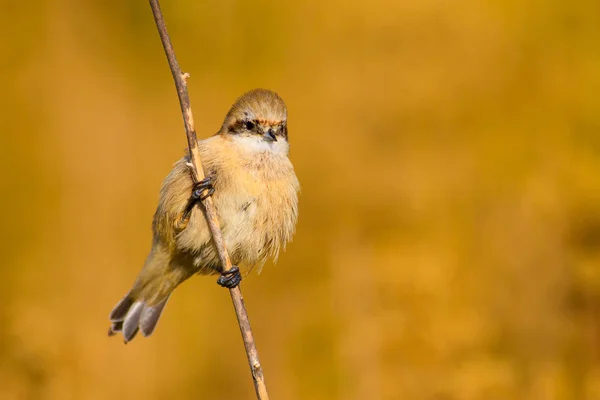 Leuke Vogel Vogel Tak Gele Groene Natuur Habitat Achtergrond Vogel — Stockfoto