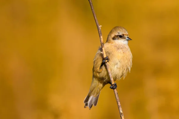 Niedlicher Vogel Vogel Auf Ast Gelb Grüne Natur Lebensraum Hintergrund — Stockfoto