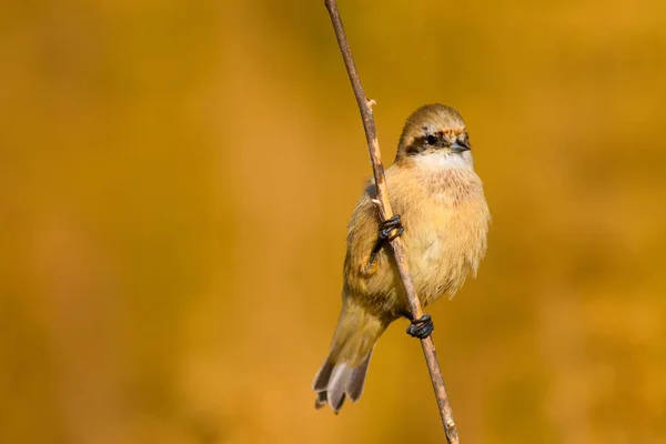 Roztomilá Ptáčku Pták Větvi Pozadí Žlutého Zeleného Přírodního Habitatu Pták — Stock fotografie