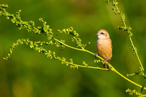 Cute bird. Bird on branch. Yellow green nature habitat background. Bird: Eurasian Penduline Tit. Remiz pendulinus.