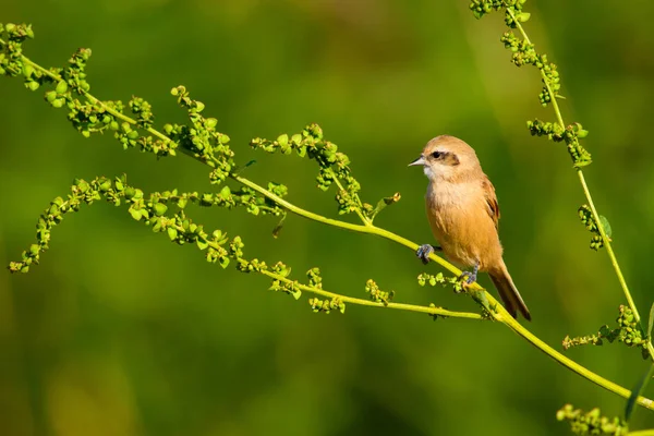 Pássaro Giro Pássaro Galho Amarelo Verde Natureza Habitat Fundo Pássaro — Fotografia de Stock