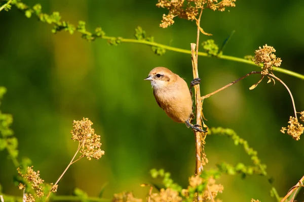 Cute bird. Bird on branch. Yellow green nature habitat background. Bird: Eurasian Penduline Tit. Remiz pendulinus.