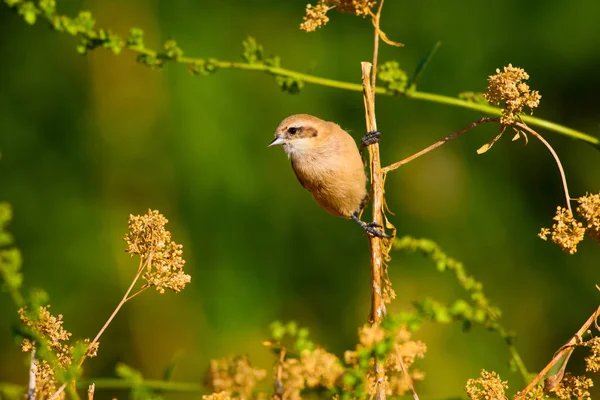 Cute bird. Bird on branch. Yellow green nature habitat background. Bird: Eurasian Penduline Tit. Remiz pendulinus.