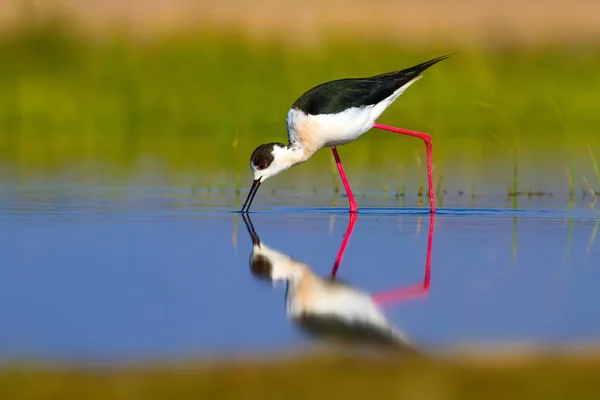 Cute water bird. Black winged Stilt. Colorful nature habitat background. Black winged Stilt Himantopus himantopus.