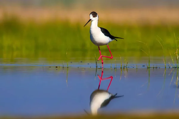 Niedlicher Wasservogel Stelzenläufer Farbenfrohe Natur Lebensraum Hintergrund Stelzenläufer Himantopus Himantopus — Stockfoto