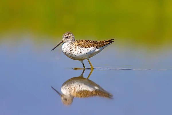 Oiseau Commun Oiseau Bécasseau Des Bois Tringa Glareola Fond Naturel — Photo