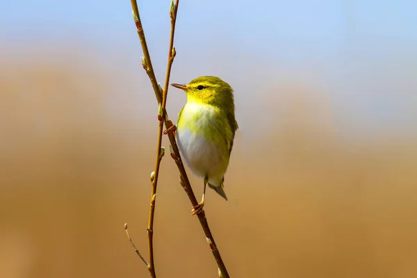 Liten Söt Gul Fågel Natur Bakgrund Skogssångare Mer Från Phylloscopus — Stockfoto