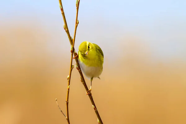 Liten Söt Gul Fågel Natur Bakgrund Skogssångare Mer Från Phylloscopus — Stockfoto