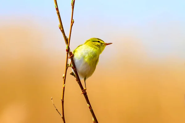 Mały Uroczy Żółty Ptak Tło Przyrodnicze Świstunka Drewniana Fylloscopus Sibilatrix — Zdjęcie stockowe