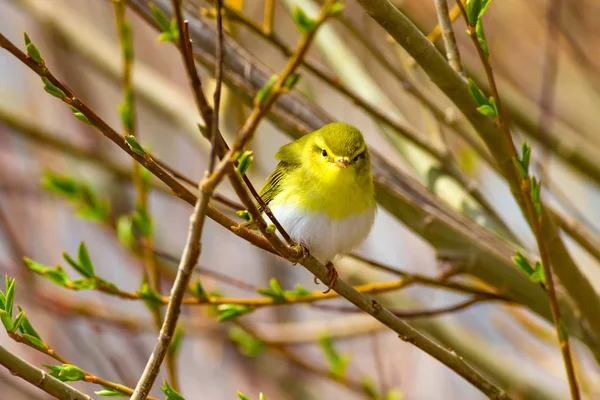 Little cute yellow bird. Nature background. Wood Warbler. Phylloscopus sibilatrix.