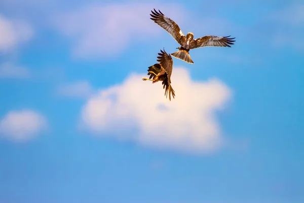 Dravec Ptáček Harrier Západního Bažiny Cirkuse Žluté Pozadí Přírody — Stock fotografie