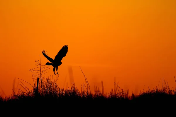Flying wild bird. Sunset sky background. Bird of prey.