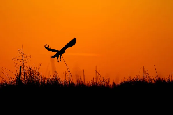 Latający Dziki Ptak Zachód Słońca Niebo Tle Ptak Drapieżnych — Zdjęcie stockowe