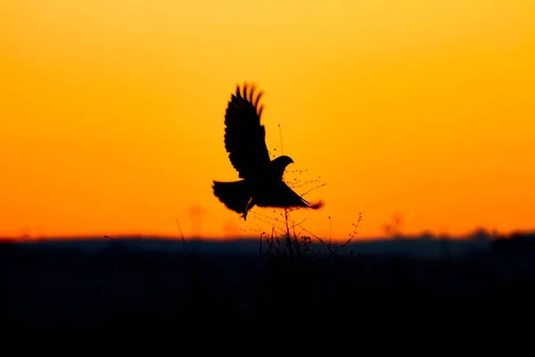 Latający Dziki Ptak Zachód Słońca Niebo Tle Ptak Drapieżnych — Zdjęcie stockowe