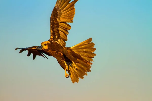 Ιπτάμενο Άγριο Πουλί Κίτρινο Φόντο Της Φύσης — Φωτογραφία Αρχείου