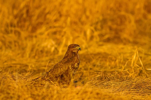 Buitre Vida Silvestre Naturaleza Fondo Ave Buitre Común Buteo Buteo —  Fotos de Stock