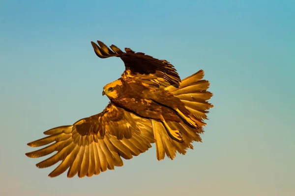 Flygande Vild Fågel Gul Natur Bakgrund — Stockfoto