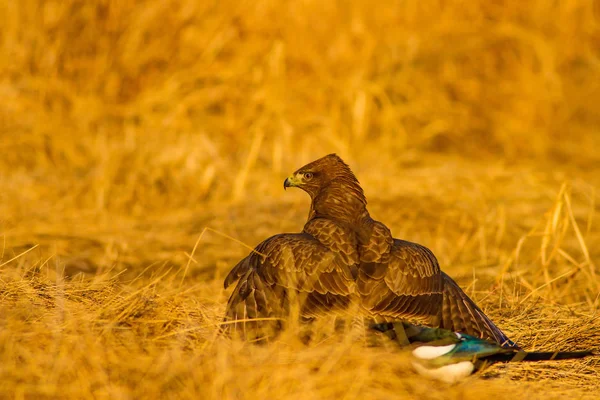 Buitre Vida Silvestre Naturaleza Fondo Ave Buitre Común Buteo Buteo — Foto de Stock