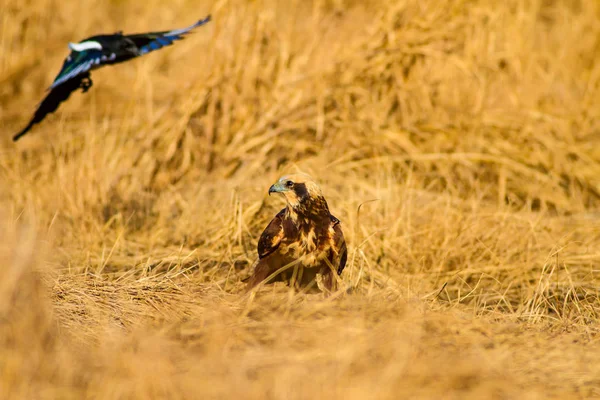 獲物の鳥鳥 西マーシュハリアー サーカス エルギノサス黄色の自然の背景 — ストック写真