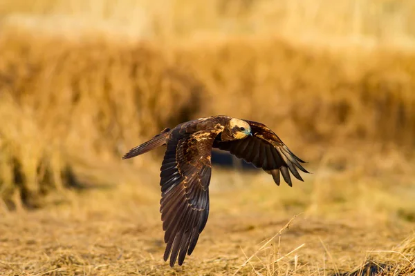 Uçan vahşi kuş. Sarı doğa arka planı.
