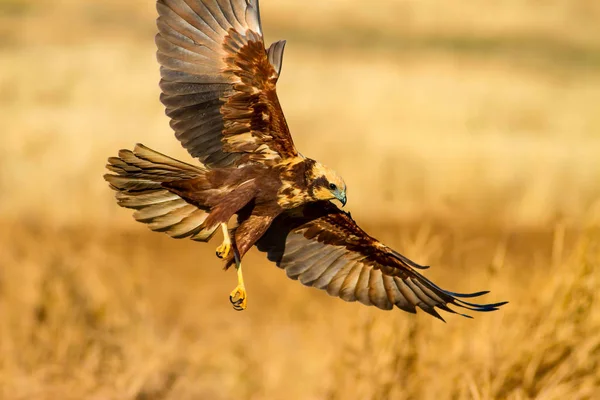 Pássaro Selvagem Voador Fundo Natureza Amarela — Fotografia de Stock