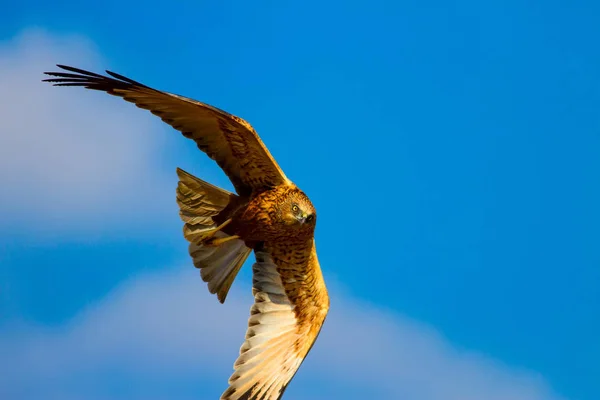Flying hawk. Western Marsh Harrier. Nature background.