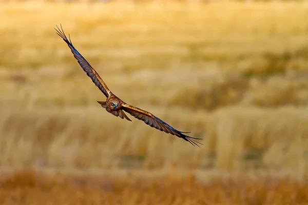 Vliegende Havik Bruine Kiekendief Natuur Achtergrond — Stockfoto